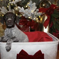 GERMAN SHORTHAIR POINTERS FOR SALE LITTER OF 10