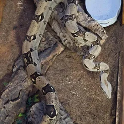 red tailed boa