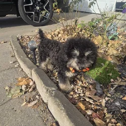 Mini poodle