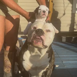 American bulldog