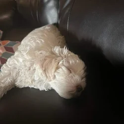 1 year old Maltese