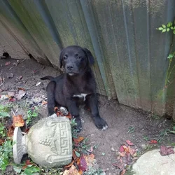 Great pryenees and black lab mix
