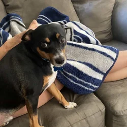 Rehoming my daughter's dog Luka