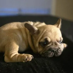Frenchie Puppies almost 8 weeks