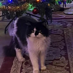 Purebred Ragdoll Male