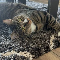 Needing a home for my Cat