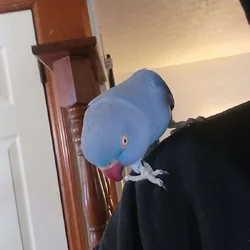 2yr old Cobalt blue indian ringneck