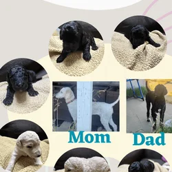 6 Seven Week Standard Poodles Puppies