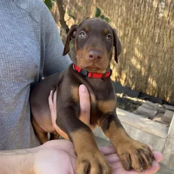 European Doberman puppies