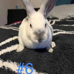 Jax