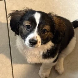 Sweet Baby Boy Looking for a forever home