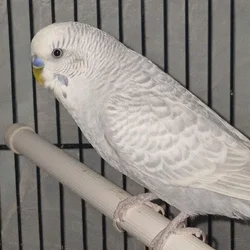 (Unavailable) Snuggles Clear-wing grey budgie