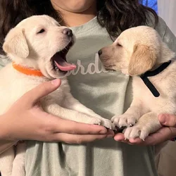 Sweet charcoal and yellow lab puppies!