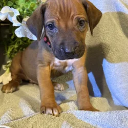 Rhodesian Ridgeback Puppies Home Before Christmas