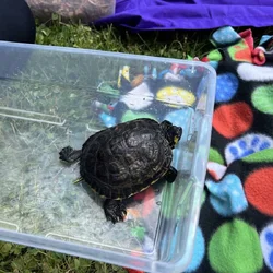 Yellow bellied slider turtle
