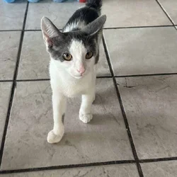 Male Cat Looking for New Home