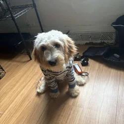 Small Puppy For Sale