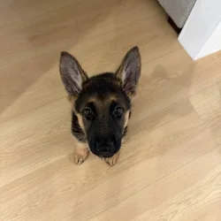 German Shepard Puppy
