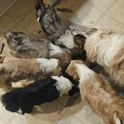 Tibetan Terriers