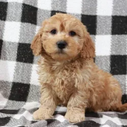mini Goldendoodles