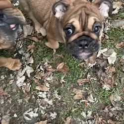 English bulldog