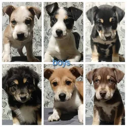 Mixed Breed Puppies