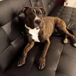 Sweetest 11 month puppy
