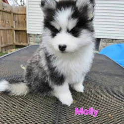 Mini pomsky