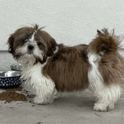 Shih Tzu for sale