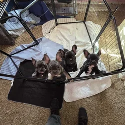 French Bulldog Puppies