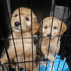 Goldendoodle puppies