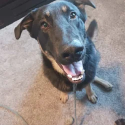 Chase : Great Guard Dog German Shepherd