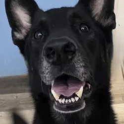 German shepherd