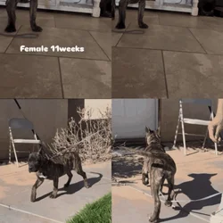 Presa Canario Puppy