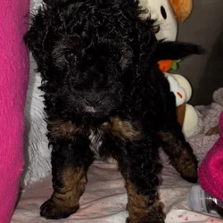 Cockapoo puppies need a home