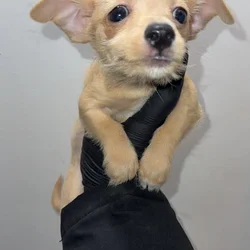 Pure breed chihuahua