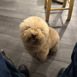 Toy poodle