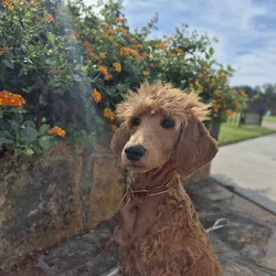 Female golden doodle