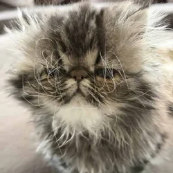 CFA purebread brown tabby persian-Female