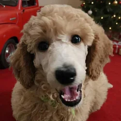 AKC STANDARD POODLE