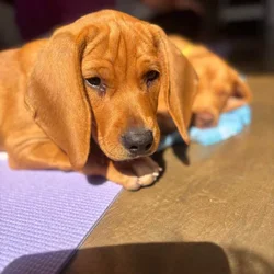 4 month old beagle mix
