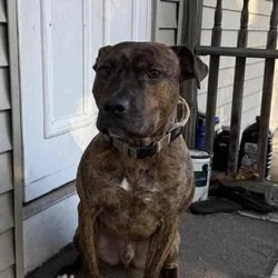 Must Rehome