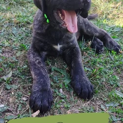 Pure bread English mastiff puppies