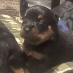 Rottweilers for rehoming