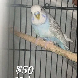 (Unavailable) White and blue mutation budgies