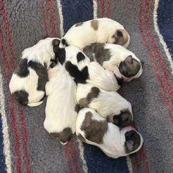 Shih Tzu looking for a loving home