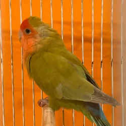 Lovebird