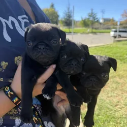 Pug puppy