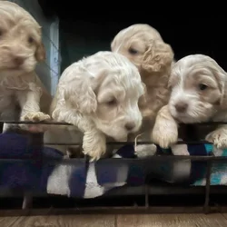 Cockapoo puppies