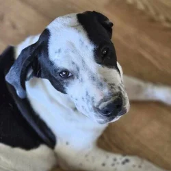 FREE 26 WEEK PUPS